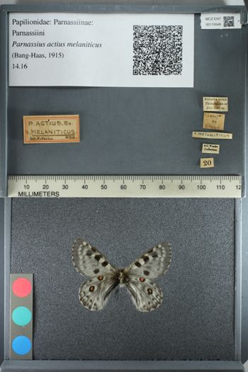 Media type: image;   Entomology 174548
